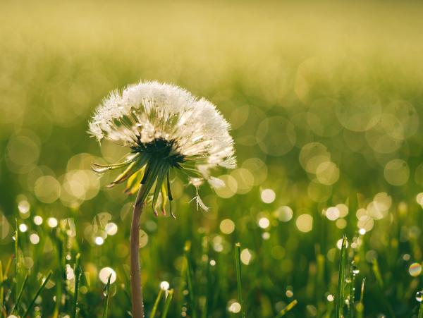 Dandilion